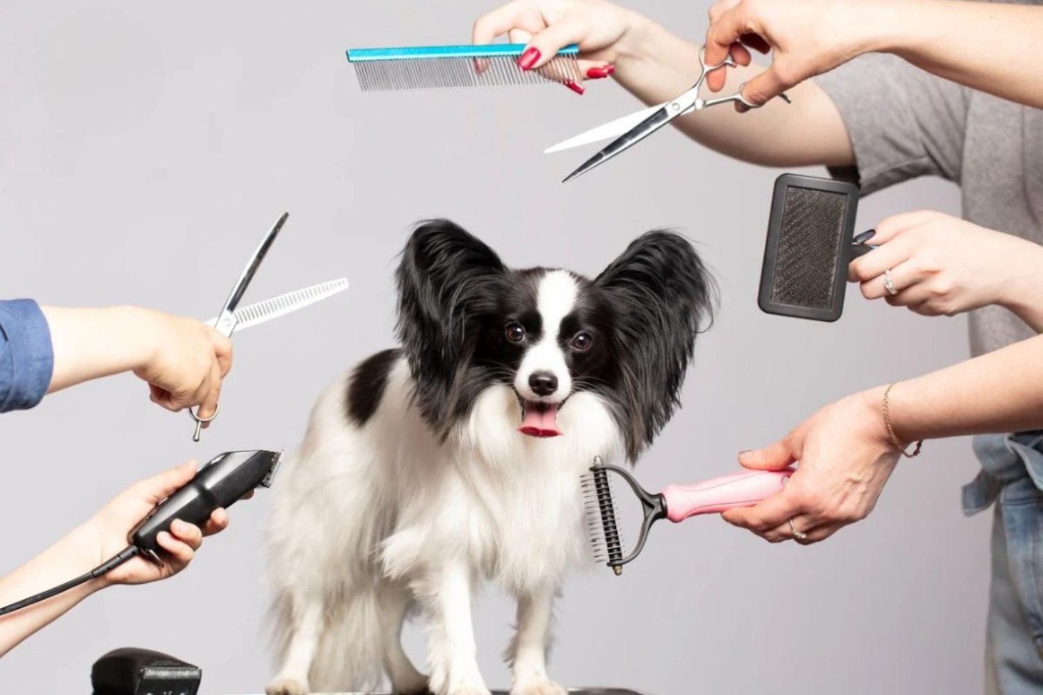 How-to-open-a-luxury-pet-spa-or-grooming-center-.jpg