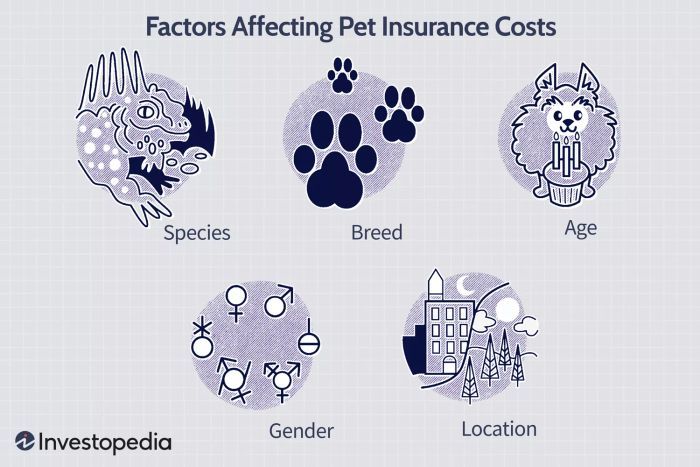 Key Factors to Consider Before Buying Pet Insurance in Malaysia.jpg