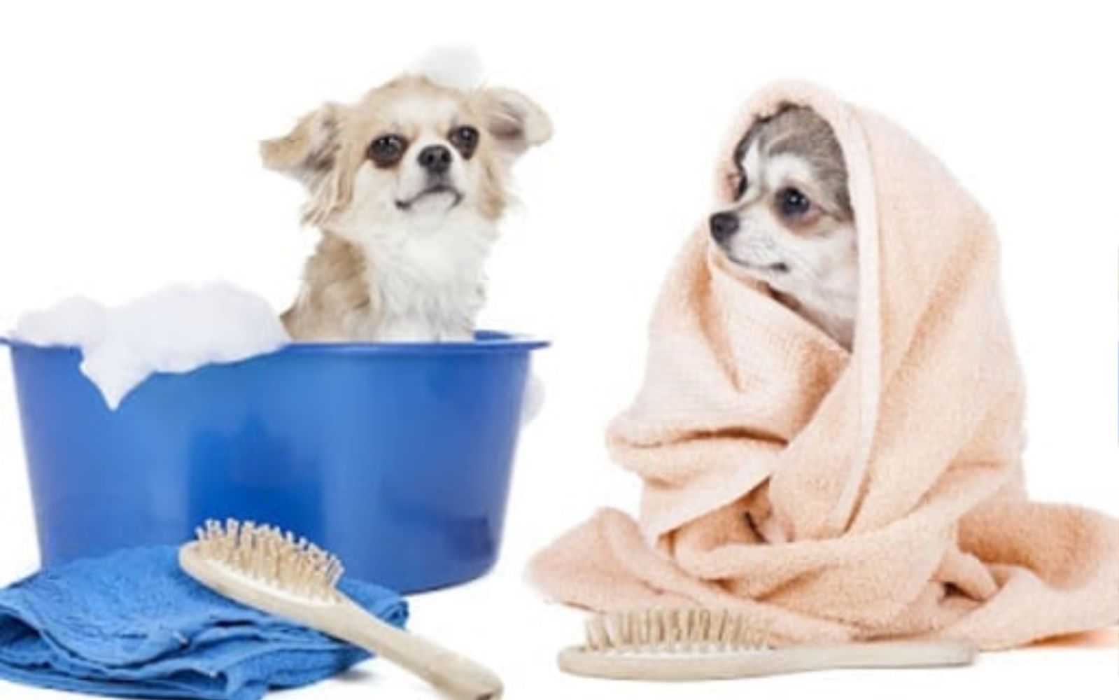 Luxury-pet-spa-or-grooming-center-service.jpg