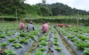 Top Local Organic Farms in Malaysia 1.jpg