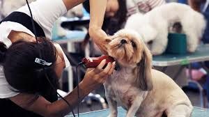 Top Pet Grooming Services in Malaysia..jpg
