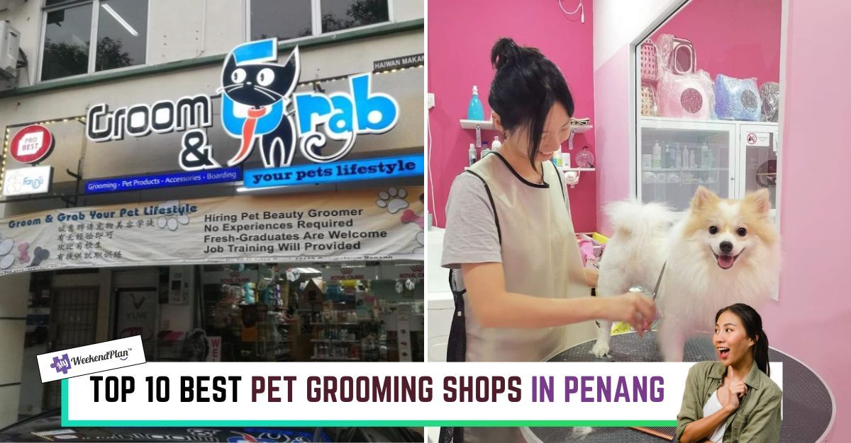 Top Pet Grooming Services in Malaysia.jpg