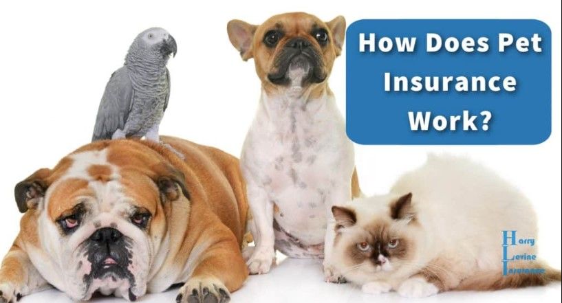 What Is Pet Insurance and How Does It Work.jpg